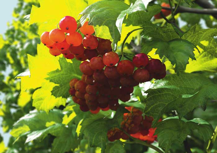 Рис. 2. Apricus Acini Дениса Толкишевского